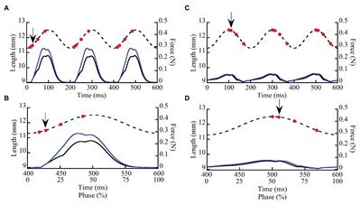 Non-cross Bridge Viscoelastic Elements Contribute to Muscle Force and Work During Stretch-Shortening Cycles: Evidence From Whole Muscles and Permeabilized Fibers